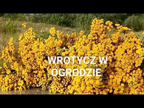 wrotycz , jego właściwości i zastosowanie w ogrodzie