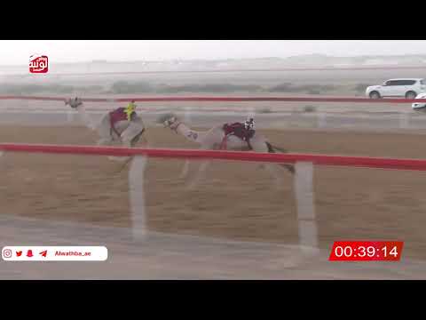  ش 2 (شاهين) لـ سعيد حمد بطير العامري 2:16 ، شارة صندوق حلفه 2026/05/31 فطامين الجبيب