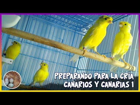 PREPARANDO PARA LA CRÍA CANARIOS Y CANARIAS 1🦜