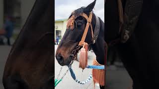 【セカンドキャリウマ】　相馬野馬追 祭礼馬オフショット　～お行列のこと教えて！～