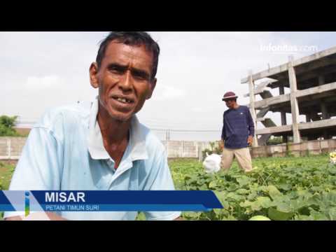 Kisah Petani Timun Suri di Bekasi Kisah Petani Timun Suri di Bekasi