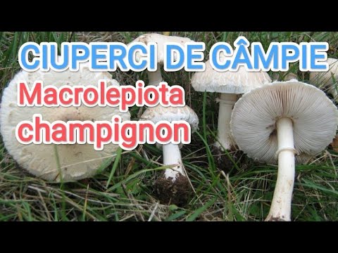 Field mushrooms - champignons/Macrolepiota, tomatoes, eggplants and others