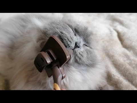 Animal ASMR | caress, brunshing and purring