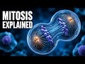 The Process Of Our Life | Clear Phases Of Cell Division With 3d Animations 