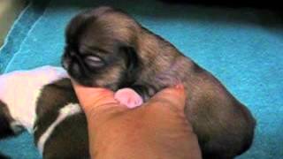 preview picture of video 'LKLs October gold Pekingese,AKC Cookie's Pups 1wk Feb23 2015'
