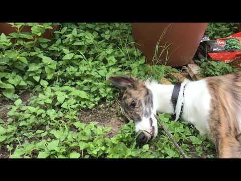 Angor noodle vs stick