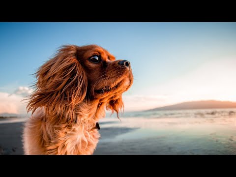 Funny Dogs and Cat | Funniest Pets | Anusha HW channel