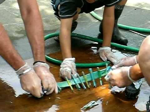 Il pesce di un muscolo striscia Come liberarsi da vermi a rimedi di gente di adulti