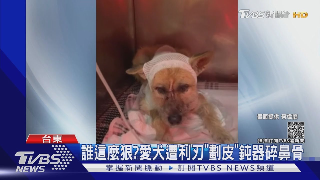 誰這麼狠? 愛犬遭利刃「劃皮」鈍器碎鼻骨