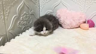 スコティッシュフォールドの動画01