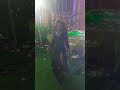 Jaane Vah Kaisa Chor Tha Dupatta Chura Gaya