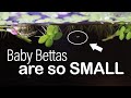 How to Raise TINY Baby Bettas