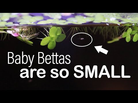 How to Raise TINY Baby Bettas