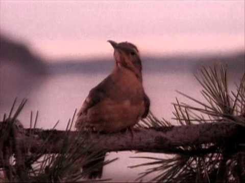 Julee Cruise - The world spins