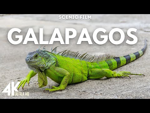 Animals in Galapagos Islands 4k Ultra Hd Wildlife