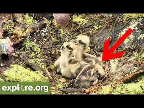 Newly Hatched Osprey Chick!