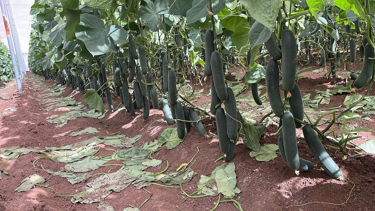 ÁCIDOS HUMICOS Y FULVICOS EN QUE AYUDAN