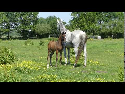 Stutfohlen von Hickstead White aus Cassini II