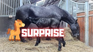 What a big surprise!!!😍 Wow!!! I never expected this😍| A tribute to Queen👑Uniek | Friesian Horses