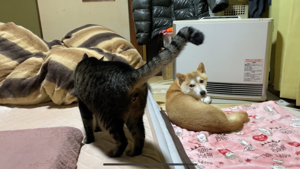 一触即発！？な柴犬と猫