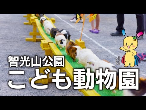 狭山市　動物園　智光山公園こども動物園