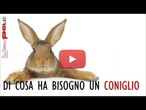 Medicina per vermi a un gatto I gattini hanno vermi