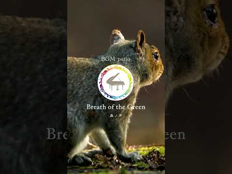 【〜Breath of the Green（森ノ声）〜】　#piano #ballad #reflectivemusic #ambientpiano #shorts