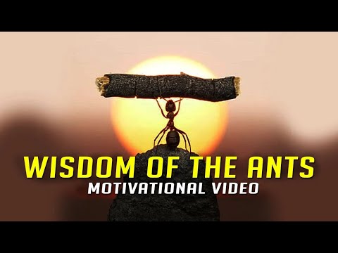 Wisdom Of The Ants (Ants Mentality) - Best Motivational Video - Motivation 2021