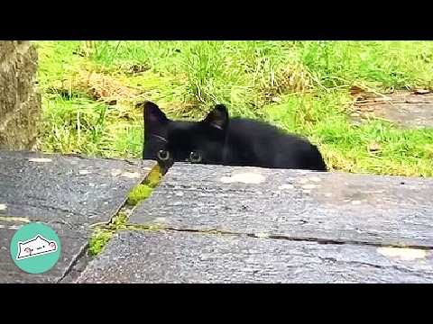Dwarf Cat Walks Up Tiny Steps And Makes The Whole Garden Smile | Cuddle Buddies