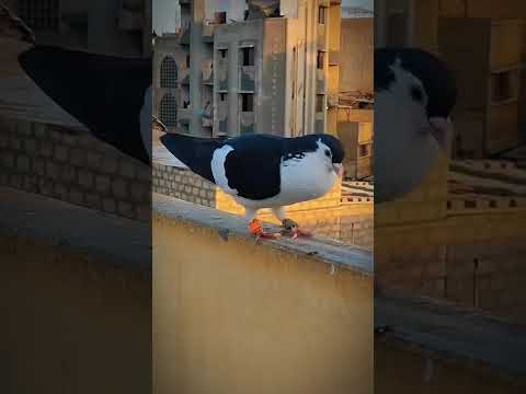 short video#biel #shorts #shortvideo #short