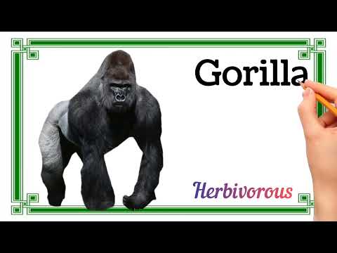 Animal names| Herbivorous | Omnivorous | Carnivorous | Types of Animals