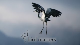 Birders of Tomorrow – Bird Matters S01E07