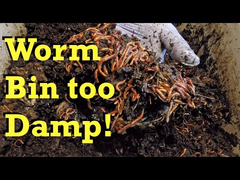 An overly damp worm bin & tries at drying things off - vermicomposting