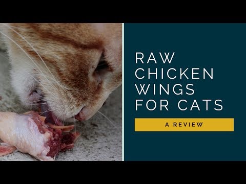 Should I Let My Cat Eat Raw Chicken Wings?