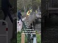 Wie wint? De koe of de brandweer? ?? | #Shorts