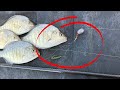 Barred Surf Perch Fishing: How to Set up the Carolina Rig for Success!
