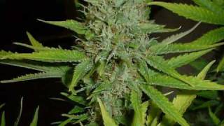 Jedi Mind Tricks Muerte Remake