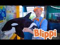 Blippi Learns About Sea Creatures Learn About Animals For Kids Educational Videos For Toddlers
