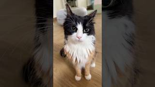 Download lagu The Most Evil Cat 😼 mp3