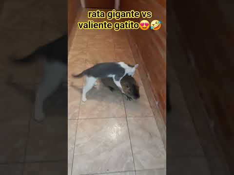 rata vs gato