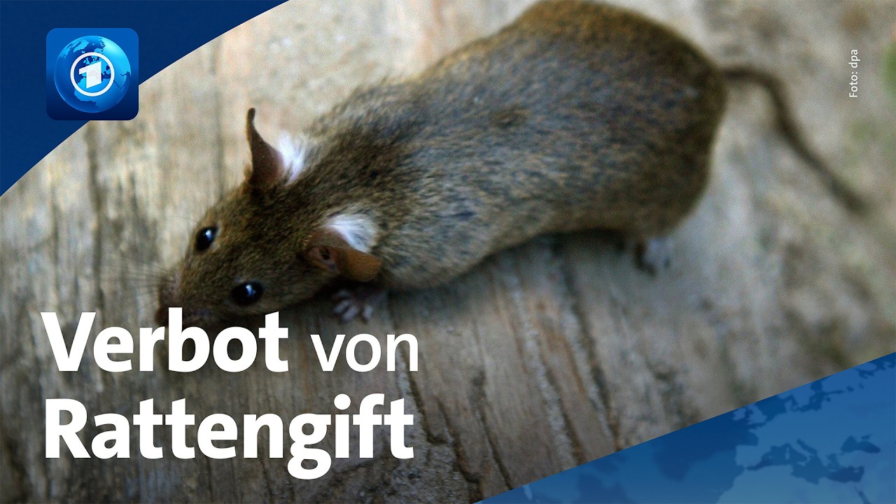 Warum die Rattenbekämpfung für landwirtschaftliche Betriebe jetzt extrem teuer wird