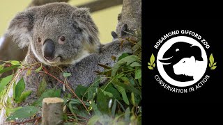 Conservation Conversations: Welcome to Koalacuse! 🐨