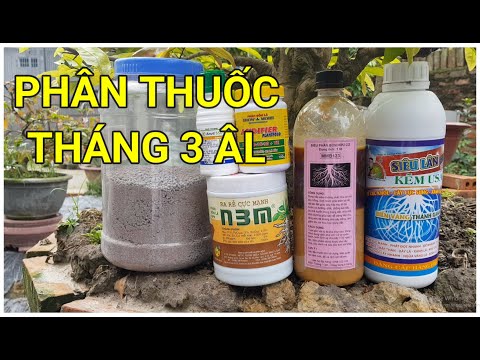 🔴 QBS22169 - PHÂN THUỐC THÁNG 3 ÂM LỊCH 0942456100 || CÁCH BÓN PHÂN THUỐC CHO MAI VÀNG THÁNG 3 ÂM