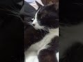 Tuxedo Cat Loud Purr Catpurringsounds Asmrsounds