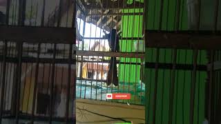 Download lagu suara burung murai papua, tangkar cetrong, joed si pemilik ekor panjang mp3