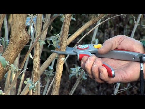 Schnittanleitung: Im Sommer blühende Sträucher schneiden