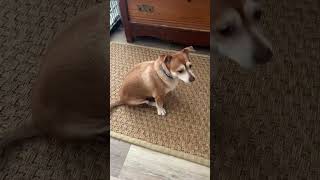 Video preview image #1 Chihuahua-Unknown Mix Puppy For Sale in Middlesex, VT, USA