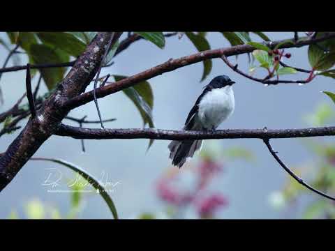 Vestár strakatý (Heterophasia melanoleuca) — starostlivosť, voliéra a kŕmenie