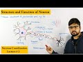 Neuron How Nervous System Works