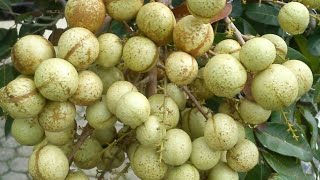 Download lagu Kelengkeng ini yang tidak kenal musim berbuah mp3 Download lagu Kelengkeng ini yang tidak kenal musim berbuah mp3